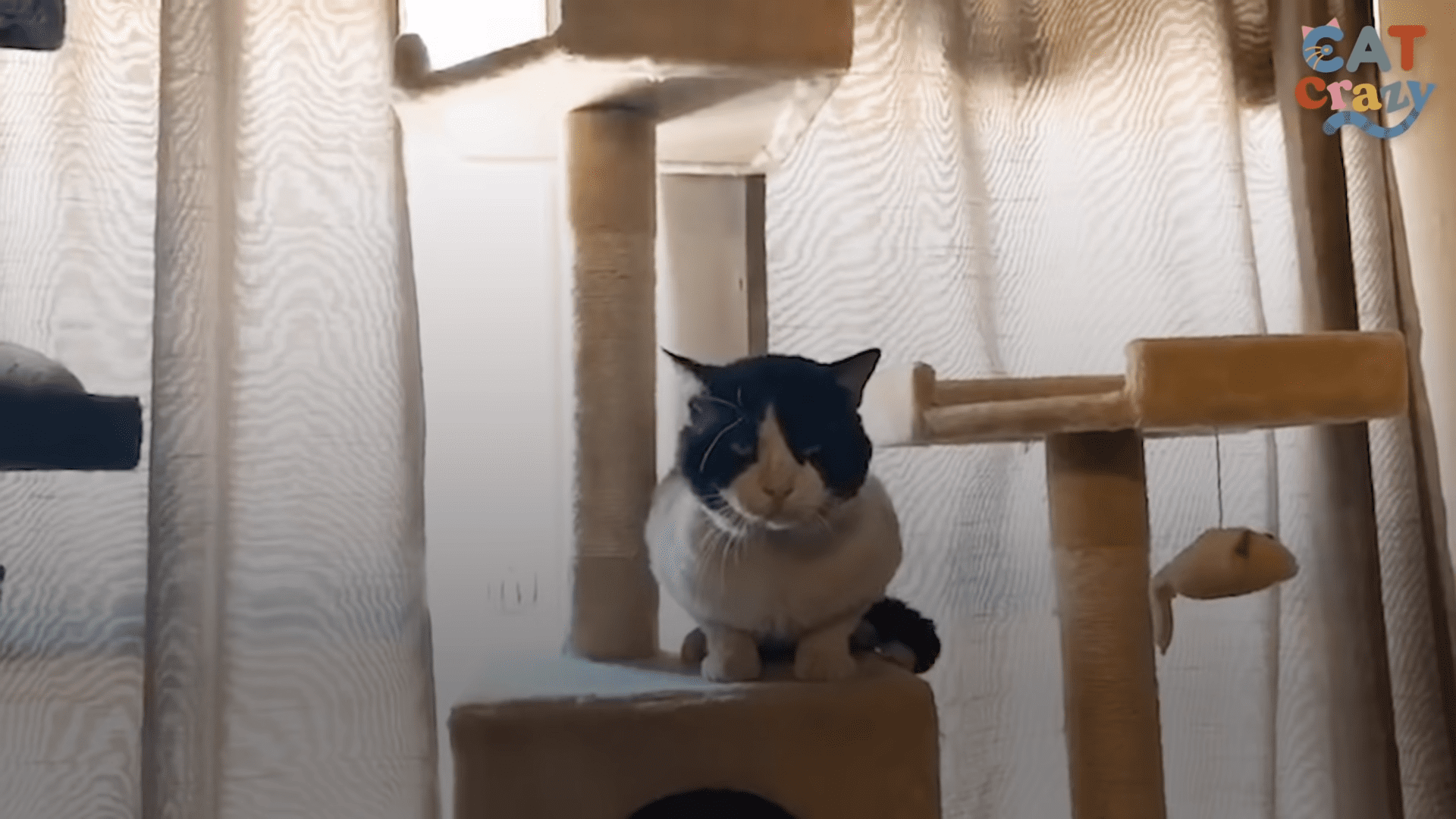 Cat abandoned by his deadbeat owner when she moved gets rescued by neighbor