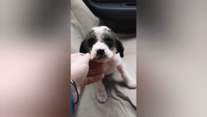 Sick puppy found alone in woods rescued