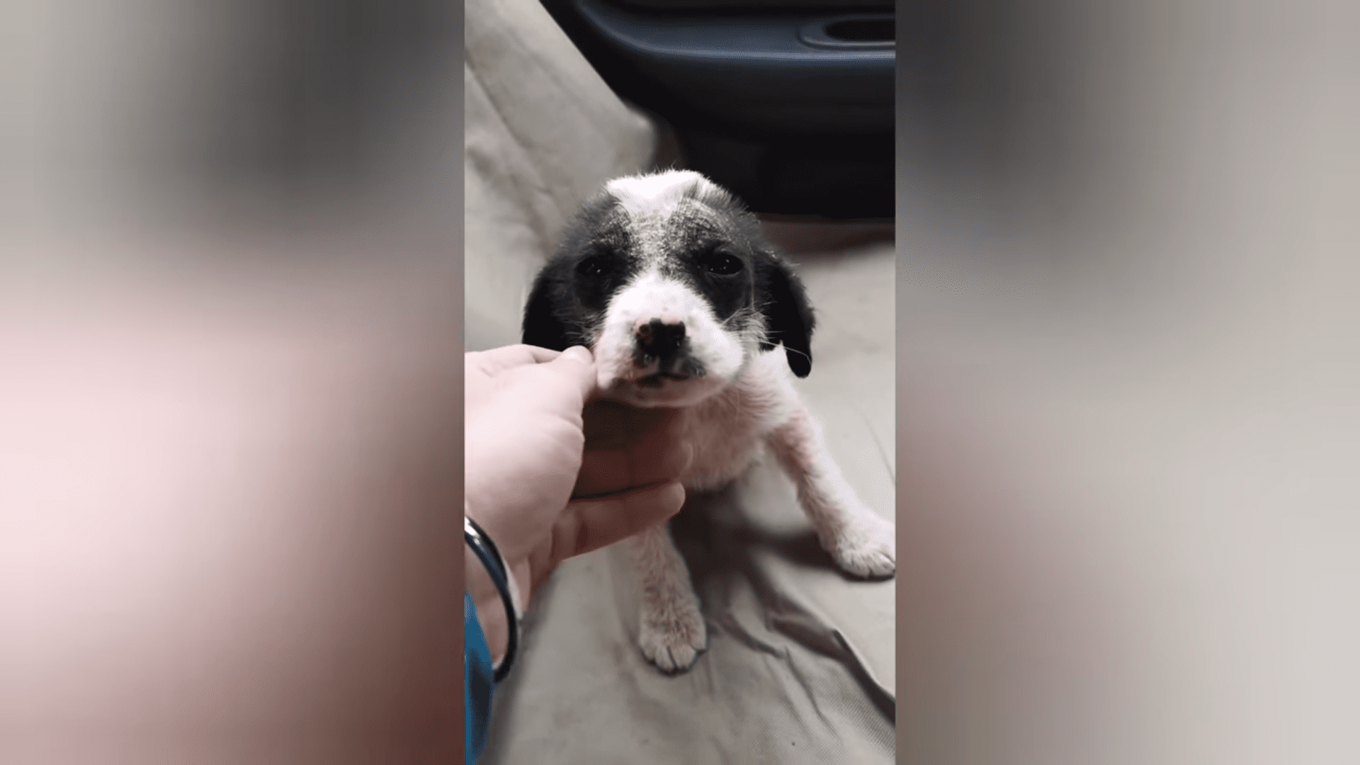 Sick puppy found alone in woods rescued