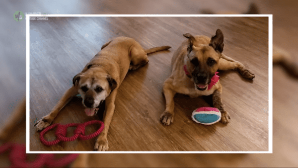 Woman seeks oldest and most unwanted dog from shelter and leaves with two - photo licensed by shore news network.