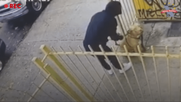 Abandoned dog left and tied up to a fence gets new home