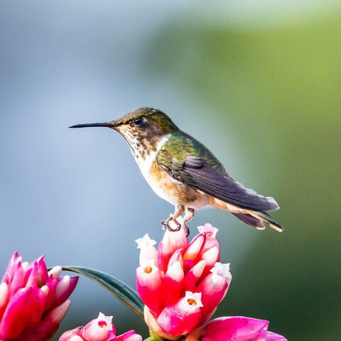 New jersey bird feeder ban looms in trenton as spring hatches - photo licensed by shore news network.