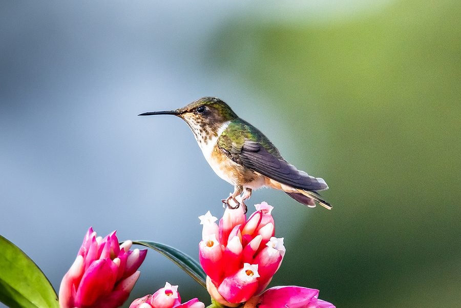 New Jersey Bird Feeder Ban Looms in Trenton as Spring Hatches