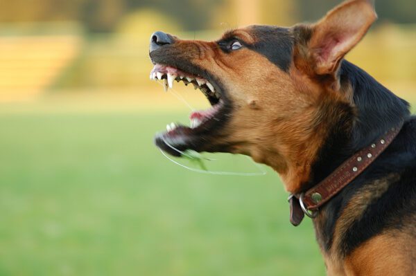 Major Dogfighting Network Dismantled in New Jersey