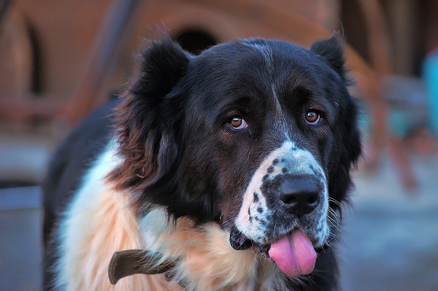 Invisible treat challenge is a sick and cruel joke and dogs are sick and tired of it