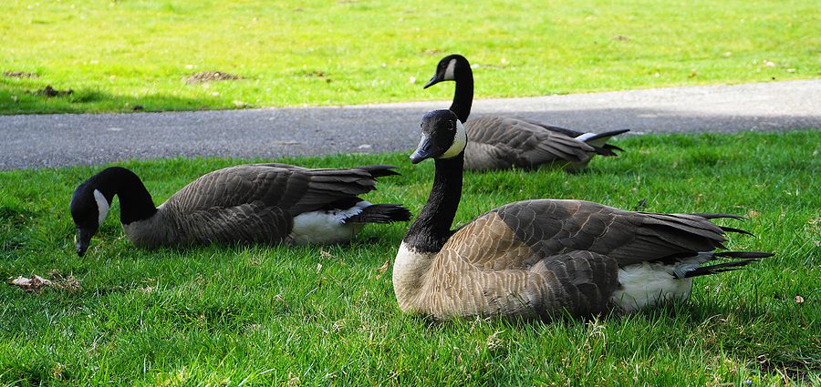 Cobra chicken attacks dog at park, kicking off 2021 season