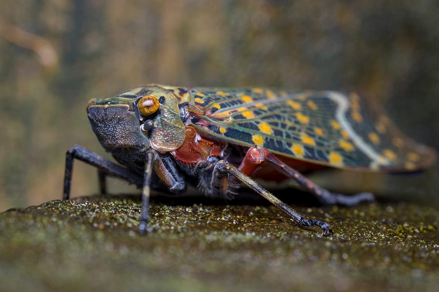 County officials tell residents to stop calling 9-1-1 for cicadas