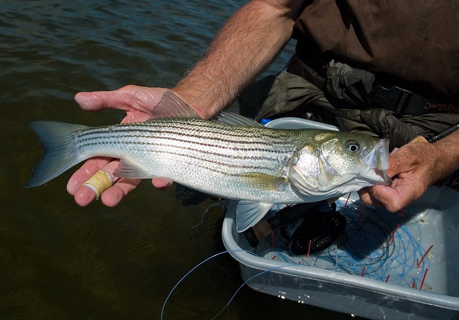New Jersey's Memorial Day weekend fishing report by Fisherman Magazine