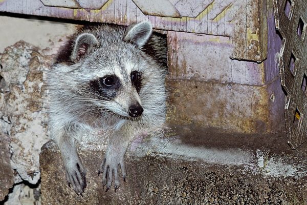 Westfield issues rabies alert after raccoon bites two people