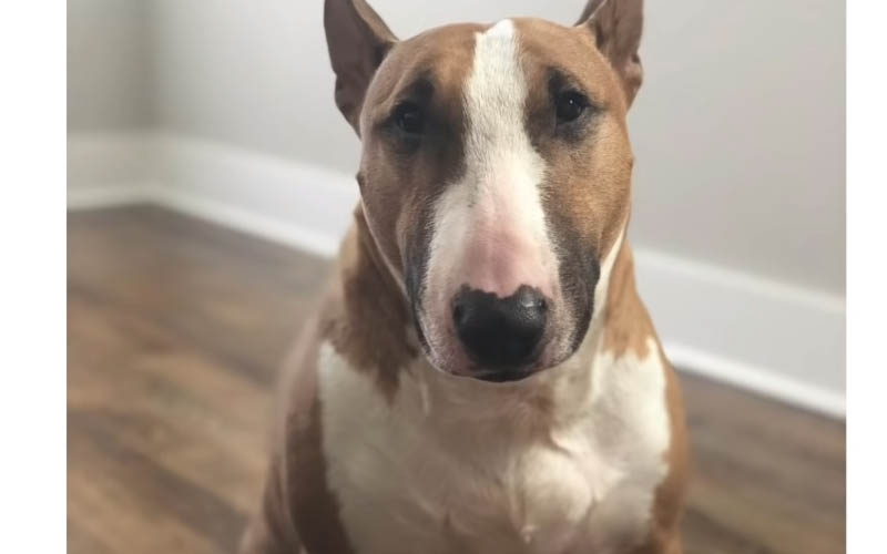 YouTube "Family Vloggers" slammed by fans after killing their dog over minor bite