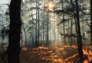 617 acre bass river forest fire 75% contained state forest fire service says