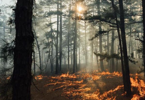 617 acre bass river forest fire 75% contained state forest fire service says - photo licensed by shore news network.