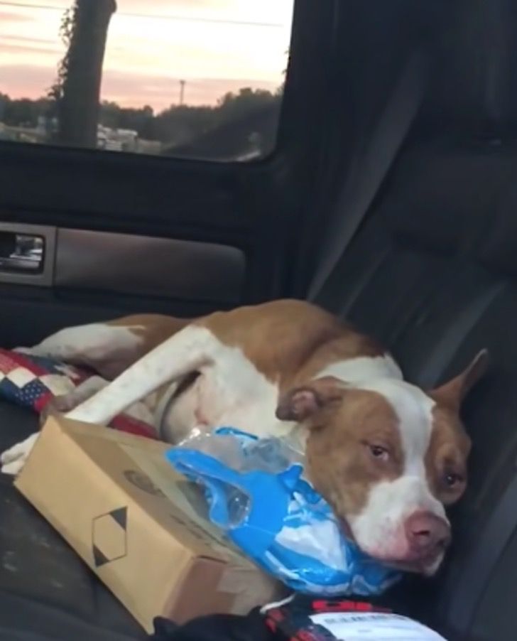 Stray dog picks the right truck to jump in to