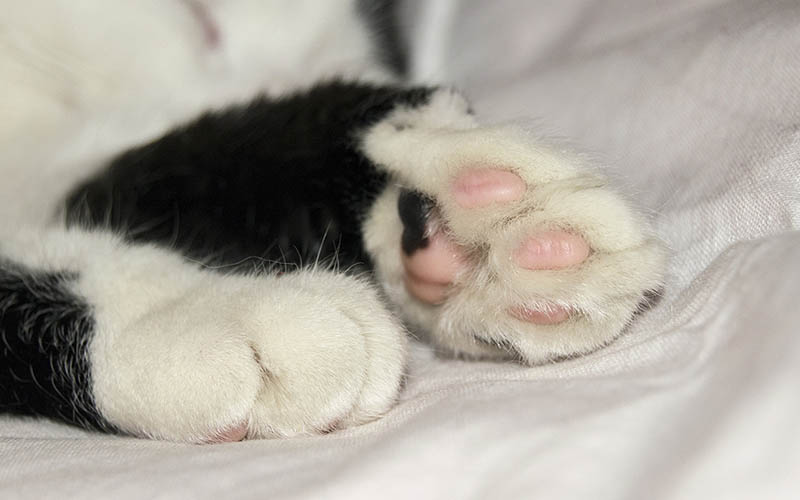 Man suing Red Bank vet after returning his euthanized cat headless