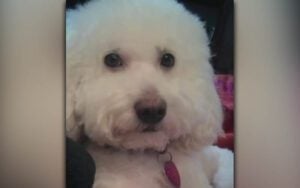 4 Pet Smart Employees Face Charges after Dog Strangled in Grooming Area