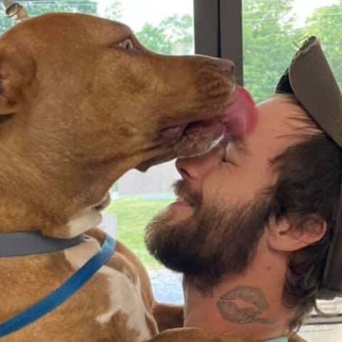 Service dog stolen with car in north carolina shows up at tennessee shelter - photo licensed by shore news network.