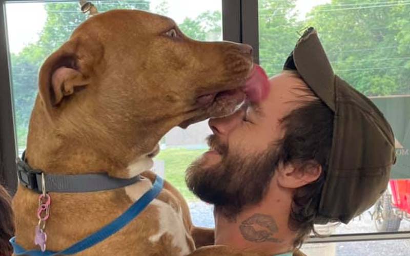 Service dog stolen with car in North Carolina shows up at Tennessee shelter