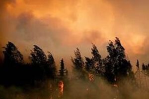Unattended campfire sparked 1,600-acre wildfire in martin county