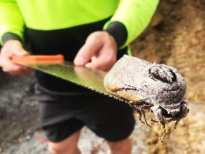 This giant moth was found at australian school