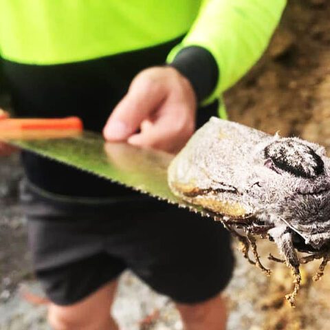 This giant moth was found at australian school - photo licensed by shore news network.