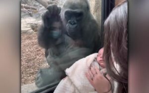 Mother gorilla brings her own child to greet human mom and baby on the other side of the glass