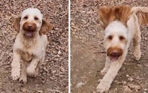 This cockapoo thinks he a mountain bike