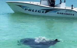 Huge manta ray is an unusual suspect for Sarasota Police Huge manta ray is an unusual suspect for Sarasota Police