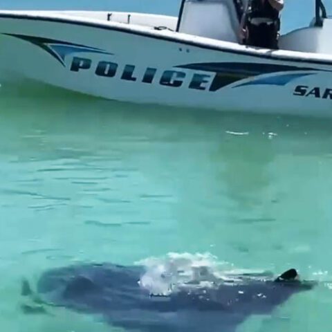 Huge manta ray is an unusual suspect for sarasota police - photo licensed by shore news network.