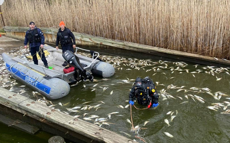 Bacteria killing tens of thousands of fish in the Jersey Shore backwaters...what is the risk to humans?