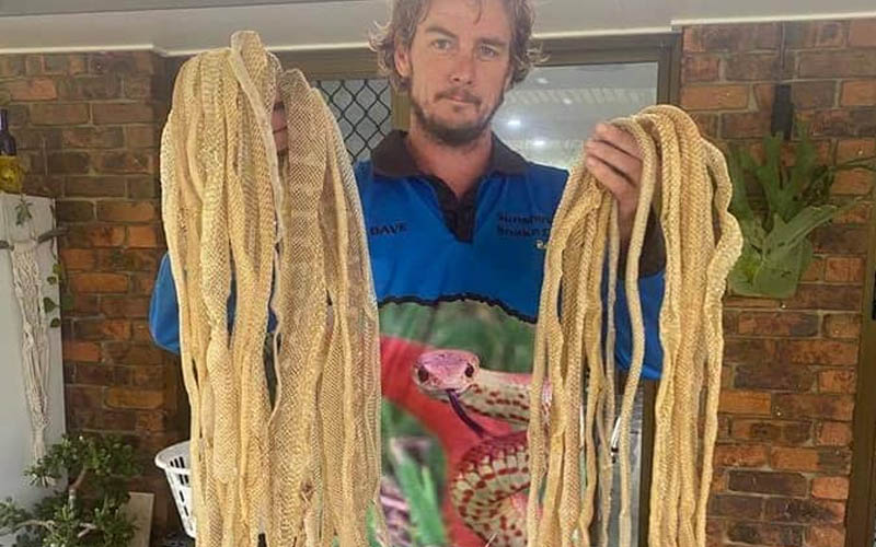 Family thinks a snake lives in their roof until they find this