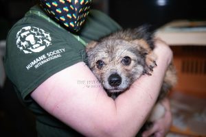 171 dogs rescued from south korea’s dog meat trade arrive in the us to find new homes