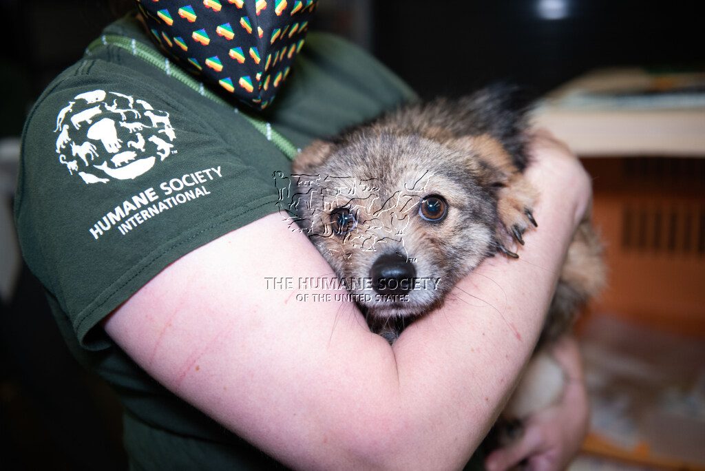 171 dogs rescued from South Korea’s dog meat trade arrive in the US to find new homes