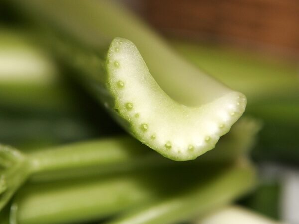 If you look at a blade of grass under a microscope you will see smiley faces If you look at a blade of grass under a microscope you will see smiley faces