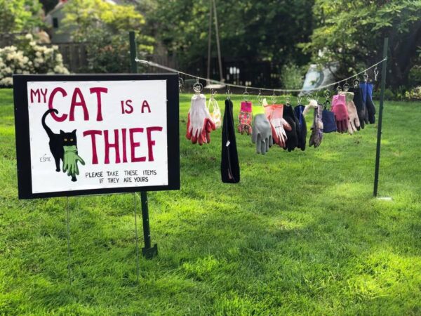 My cat is a thief: neighborhood cat won't stop stealing people's stuff - photo licensed by shore news network.