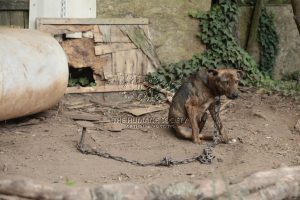 Chained and scarred dogs rescued in alleged dogfighting operation in north carolina