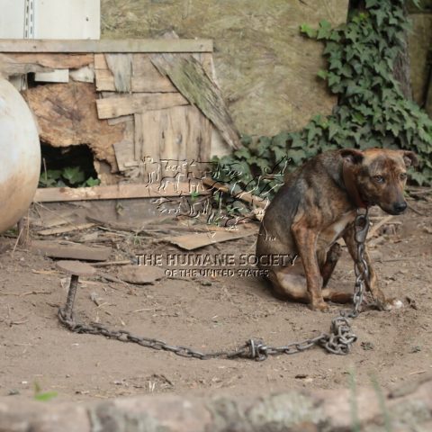 Chained and scarred dogs rescued in alleged dogfighting operation in north carolina - photo licensed by shore news network.
