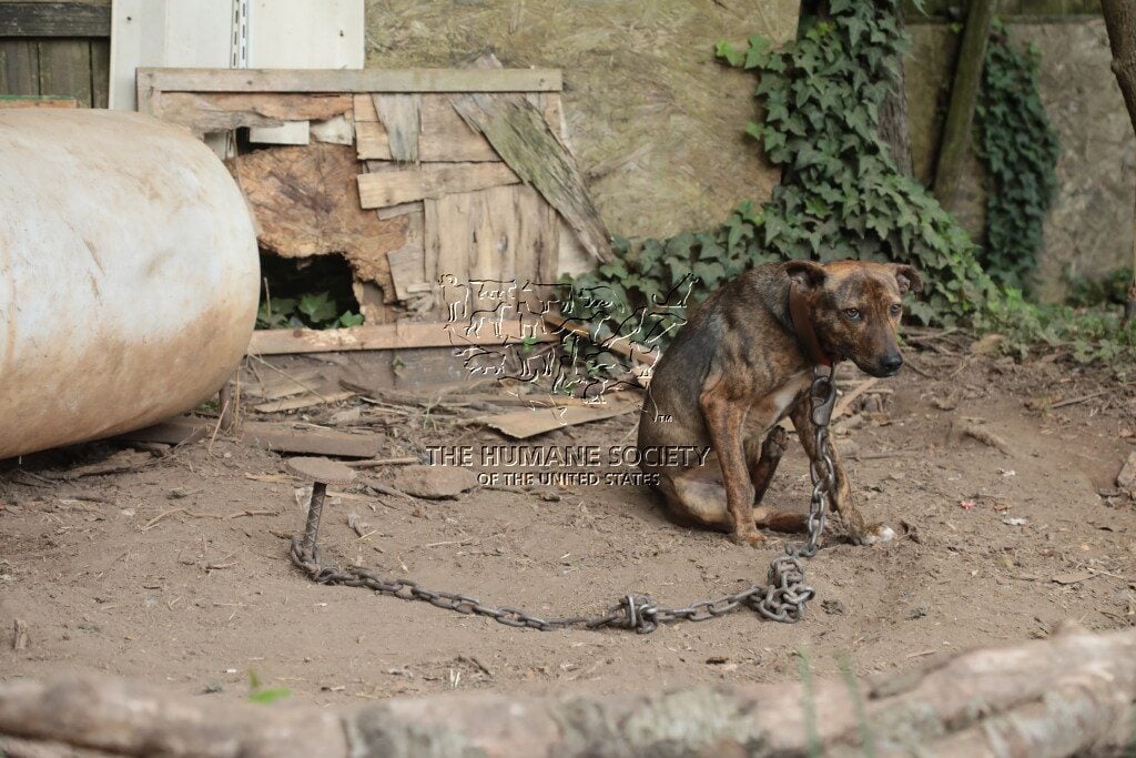 Chained and scarred dogs rescued in alleged dogfighting operation in North Carolina