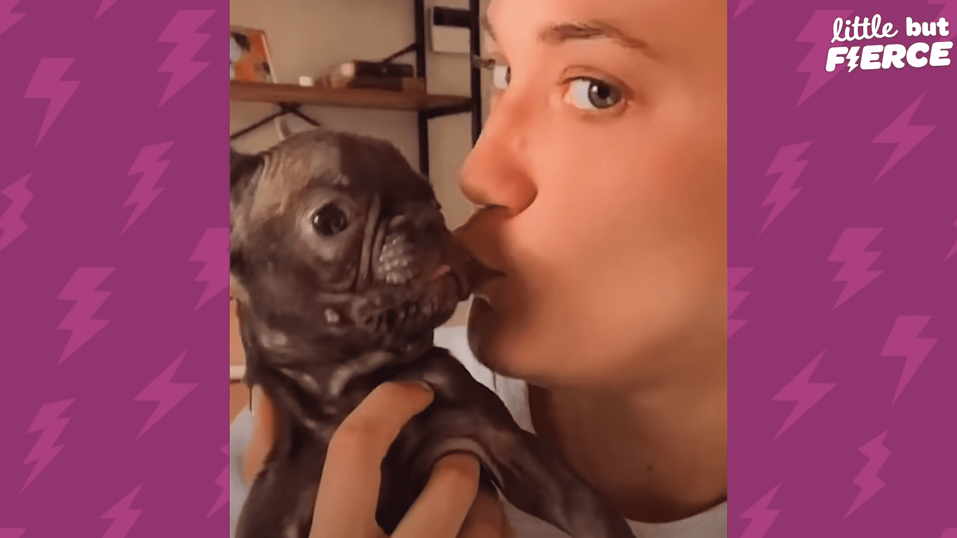 Tiny baby French Bulldog recovers from being sick and becomes the cutest, loudest puppy