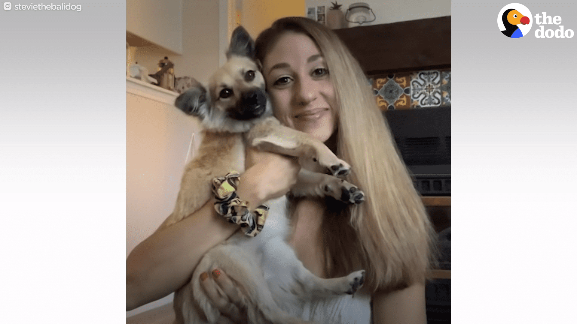 Tiny Sick puppy found on Bali vacation finds her way into travelers heart