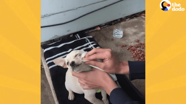 Lost chihuahua puppy found by teenager gets her happy ending - photo licensed by shore news network.