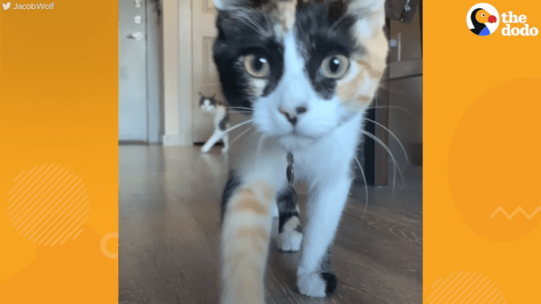 Tiny calico kitten found by couple outside of starbucks
