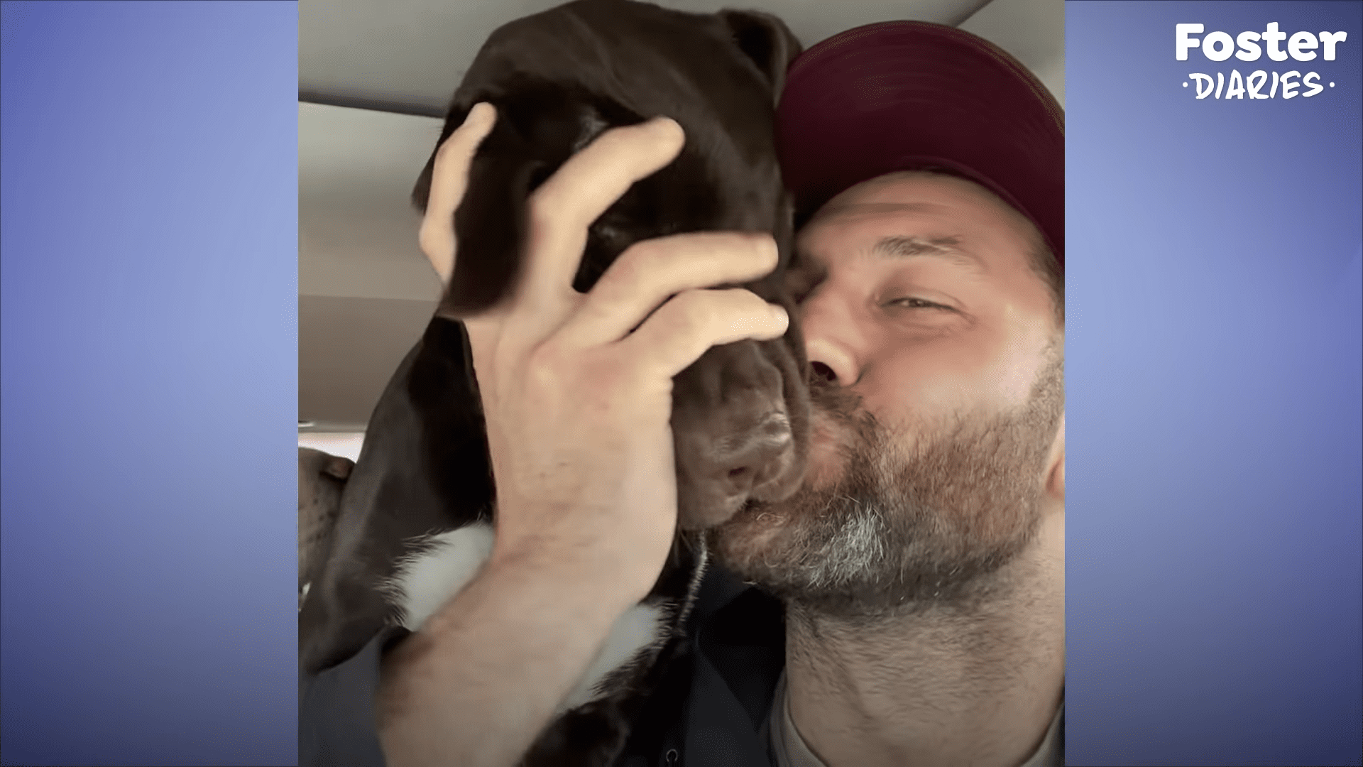 Beautiful Shelter Lab Found Scared and Shaking now has the best family
