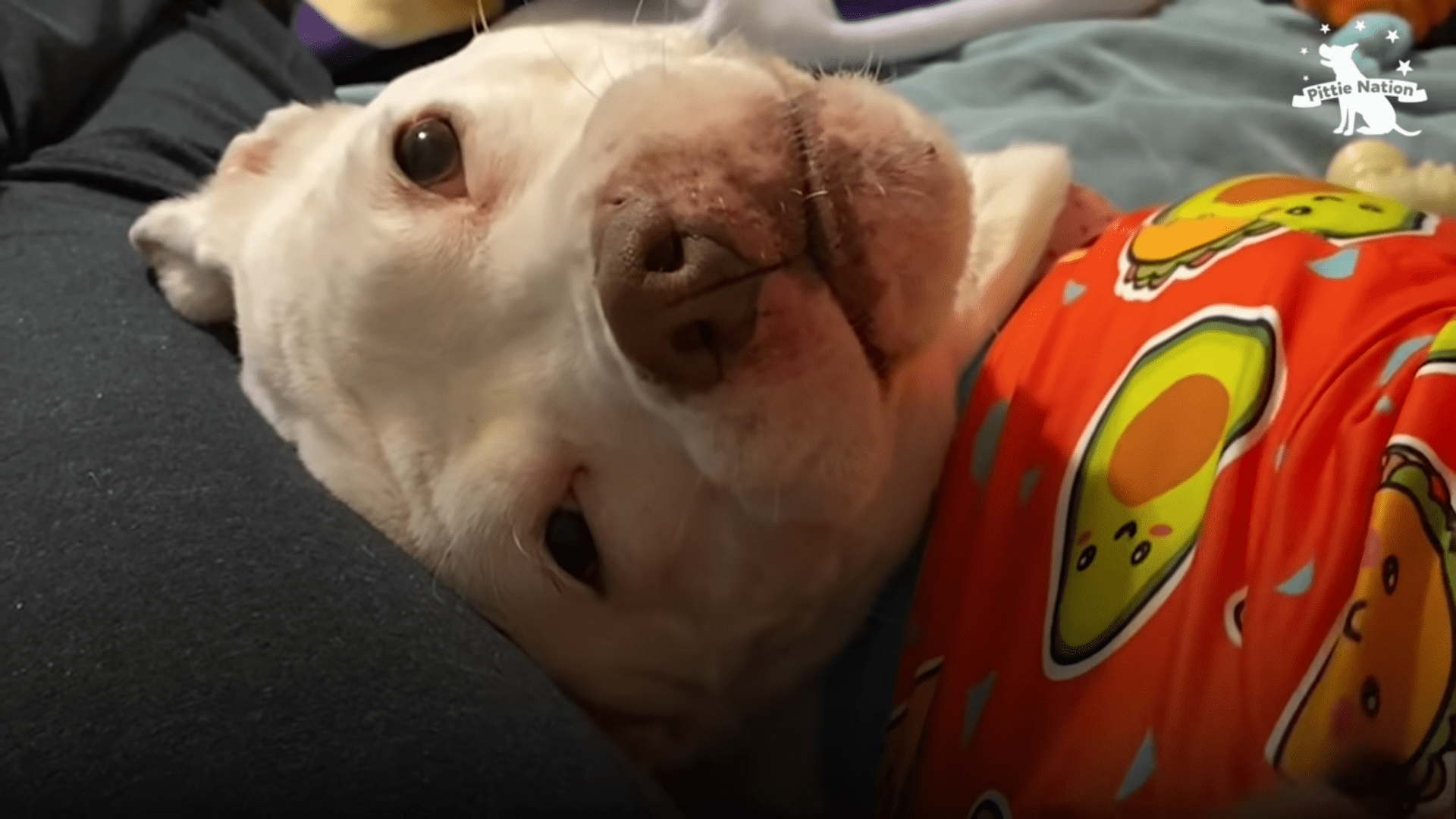 Abandoned malnourished Dog left in apartment Gets everything she could ever dream of