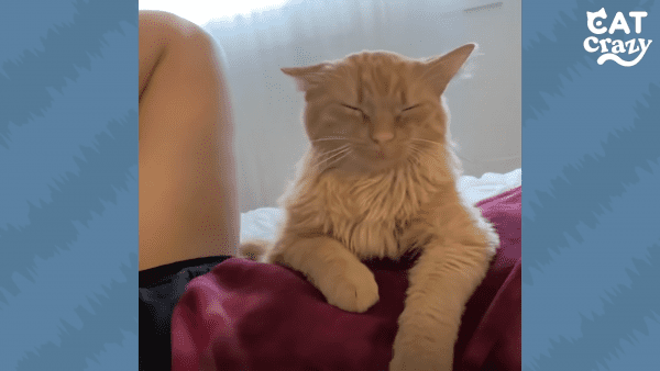Abandoned kitty found in parking lot is now the biggest cuddler