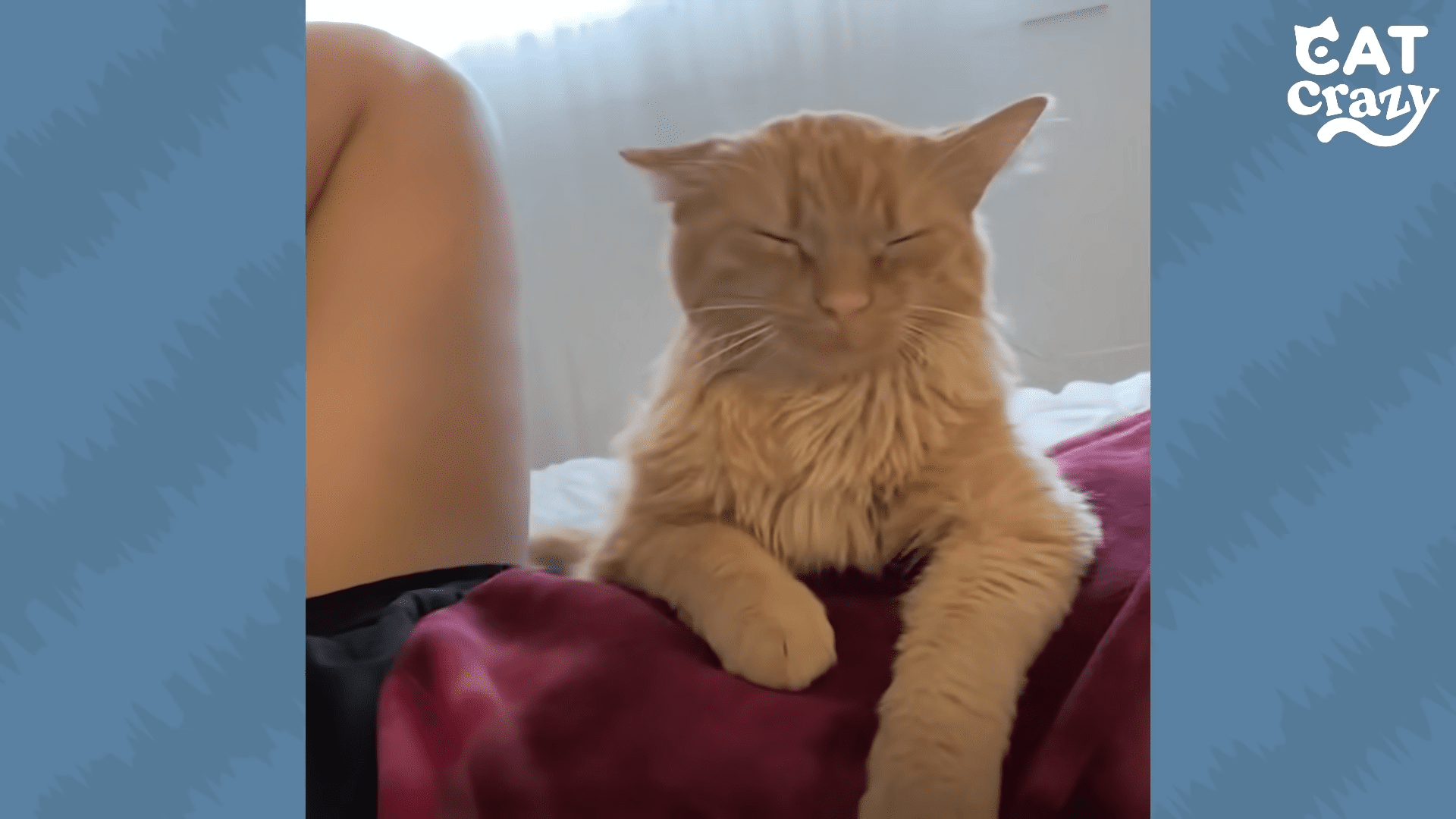 Abandoned kitty found in Parking Lot is now the biggest cuddler