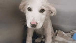 Sick puppy left to die in a field gets miracle rescue