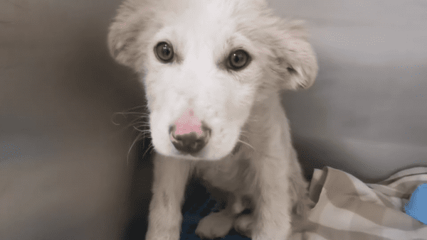 Sick puppy left to die in a field gets miracle rescue