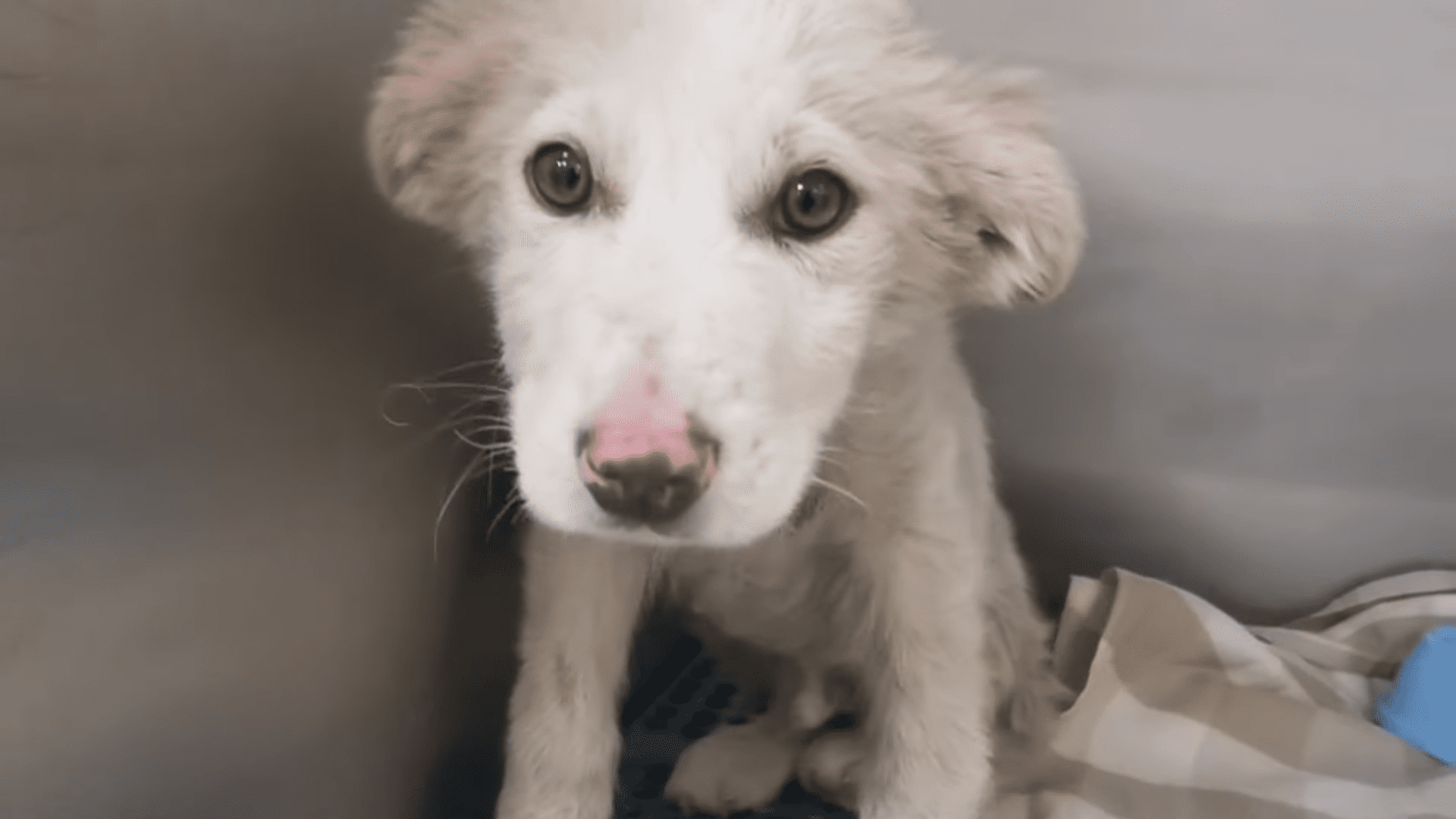 Sick puppy left to die in a field gets miracle rescue