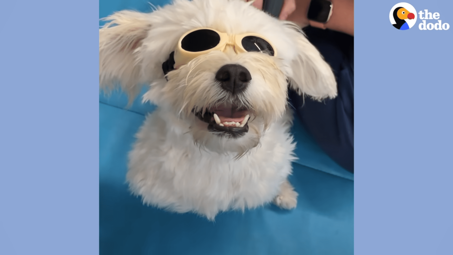 Rescued Maltese becomes latest Foster Fail as woman can't let her go