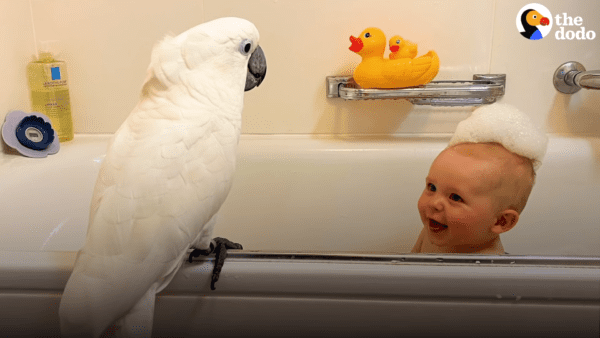 Cockatoo and baby become best friends